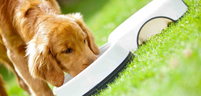 Puppy eating his food